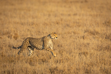 Horizontal portrait of a cheetah running across dry plains of Serengeti in Tanzania