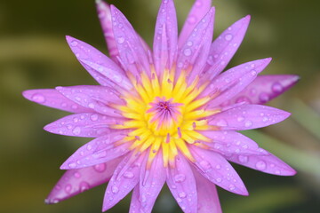 Obraz premium Close up purple lotus flower in Thailand