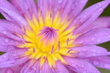 Close up purple lotus flower in Thailand