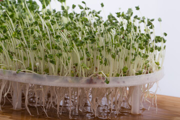 Fresh broccoli seeds sprout grown at home.