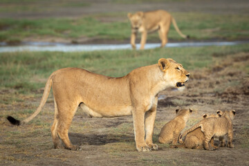 Fototapeta na wymiar Mother lioness and her three small lion cubs standing near river in Ndutu in Tanzania