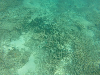 tropical, light, pool, reef, clean