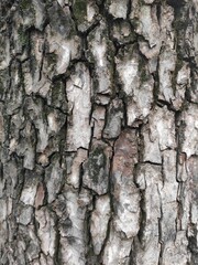 Bark is the outermost layers of stems and roots of woody plants. Plants with bark include trees, woody vines, and shrubs.