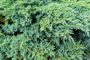 Fototapeta na wymiar Green branches of juniper as background wallpaper