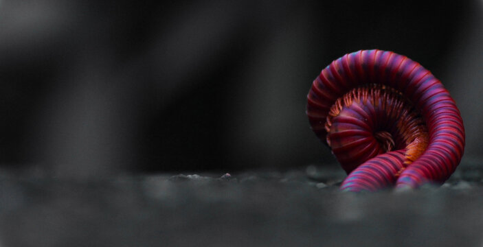 Macro photography of red coloured Millipede having love with partner 