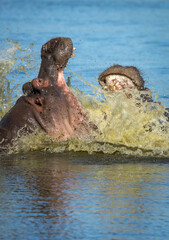 Vertical portrait of two hippos fighting in Kruger Park in South Africa