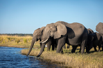 Elephant herd standing at the edge of Chobe River drinking in Botswana