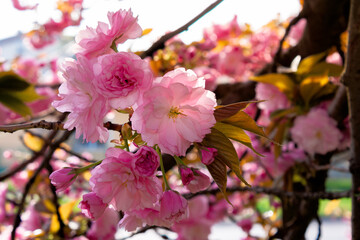 Naklejka na ściany i meble pink cherry blossom on a sunny day. nature beauty in springtime