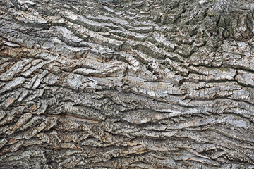 Tree bark texture. natural background.  Wood. Natural material