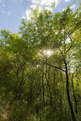 A view of trees in spring against a blue sky