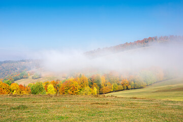 misty morning autumn scenery. mountain landscape with trees in colorful foliage on the grassy meadow