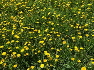 Background with green grass and lots of flowering yellow dandelions