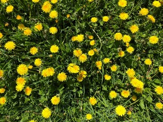 Background with green grass and lots of flowering yellow dandelions