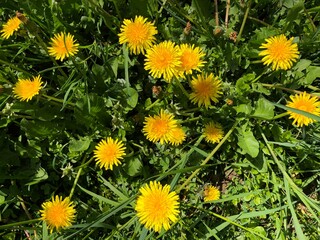 Background with green grass and lots of flowering yellow dandelions