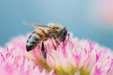 Honey bees collect pollen Spiraea flower. Macro shot.