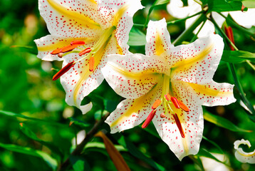 Obraz premium 山百合