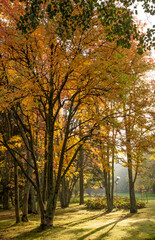 Autumn landscape in natural parkland