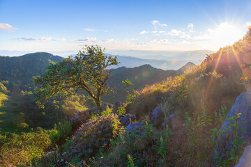 Obraz premium Alone tree on the mountain hill cliff in the forest at the sunset or evening time. At Doi Luang Chiang Dao, Chaingmai, Thailand.