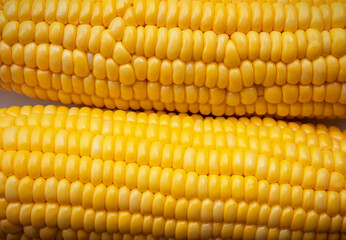 texture of fresh natural corn cobs