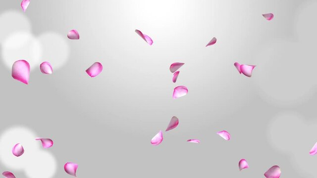 Flowers petals falling Loop background Green Screen Animation. Valentine, wedding or Women Day love red Pink roses florals flying wind. Birthday, Celebration, Carnival, Party, Holiday, Spa, Wellness.