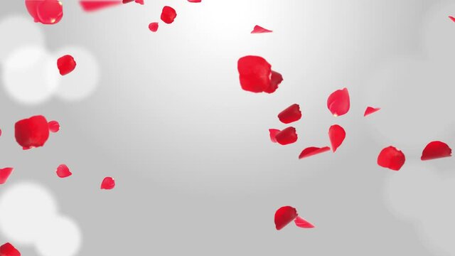 Sakura petals falling down. Romantic Pink Red Flowers Falling Rain Loop Background Green Screen. Love, romance concept. Ideal Wedding Invitation, Valentine, birthday, holiday, concert, Special Event