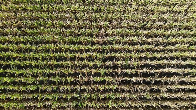 Drone flying low over ripe and faded corn field. Rural scenery, farm.  
Summer autumn season. Agriculture food production, plantation from up above, top view crop lines texture, farmland zooming out