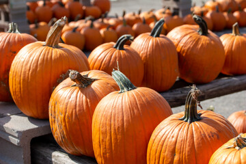 Close up abstract texture view of freshly harvested large orange pumpkins on a neutral asphalt background with copy space.