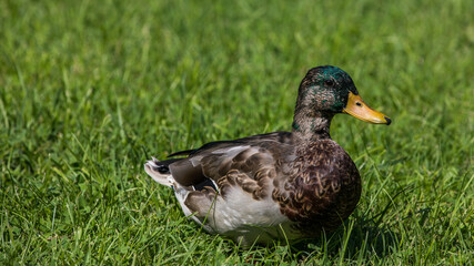 Stockente in der Wiese