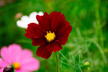 コスモス