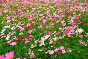 Fototapeta premium コスモス