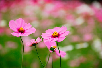 Obraz premium コスモス