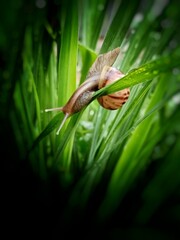 Snail on the grass, the edge of the picture is dark.