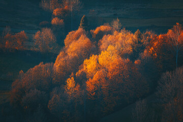 Fototapeta na wymiar Yellow autumn trees on a mountain slope, beautifully illuminated by evening sunlight.