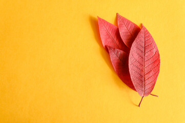 several red fallen autumn cherry leaves on a yellow paper background flat lay