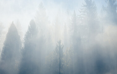 Fog over spruce forest trees at early morning. Spruce trees silhouettes on mountain hill forest at autumn foggy scenery.