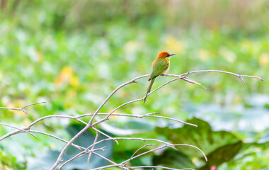Little green bee-eater bird standing on the wood branch in the pink lotus swamp waiting for a hunting insect on the morning sunrise