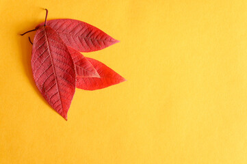 several red fallen autumn cherry leaves on a yellow paper background flat lay