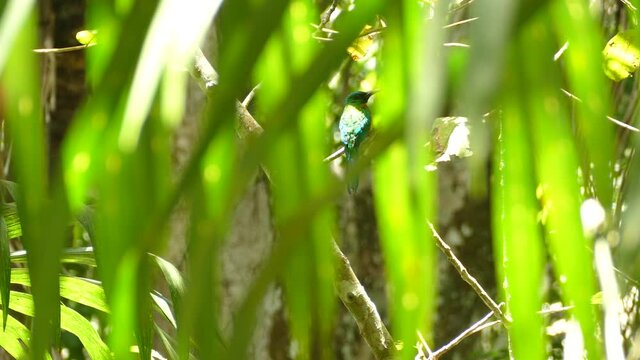 Stunning metallic green painted jacamar bird in natural habitat of rainforest