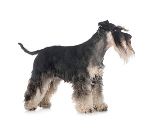 miniature schnauzer in studio