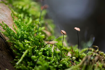 
small mushrooms on green moss in the forest
