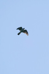 Fototapeta na wymiar grey faced buzzard in flight