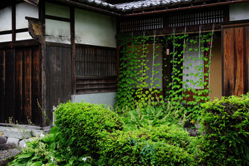 日本の古民家の緑のカーテン