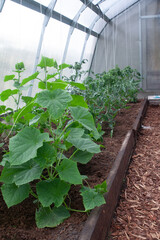 Naklejka premium Cucumber and tomato plants growing in a greenhouse