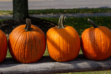 Close up abstract texture view of freshly harvested large orange pumpkins on a neutral asphalt background with copy space.