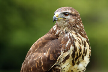 The common buzzard (Buteo buteo), portrait with green background.