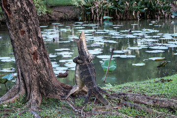 Close up the Asian Two water monitor (Varanus salvator) - lizards fighting each other.