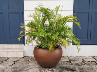 Close up Macarthurs Palm in brown color pot.(Ptychosperma macarthurii)