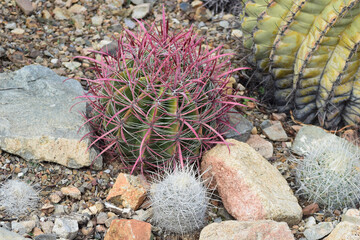 close up of cactus