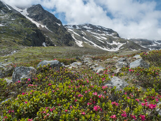 Fototapeta premium Summer view of alpine landscape with snow-capped mountain peaks and pink blooming Rhododendron flowers. Tyrol, Stubai Alps, Austria