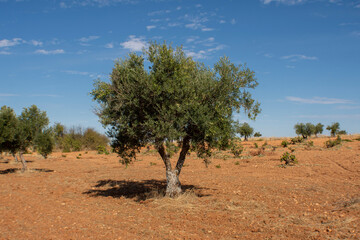Olivo en el olivar